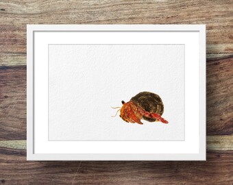 Hermit crab