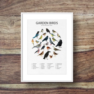 Cartel de la ave del jardín (cartel de la identificación, aves del jardín británico, wren, petirrojo, teta azul, urraca, cuervo, etc ...)