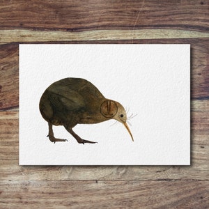 K&ouml;nnte beinhalten: Ein Aquarellbild eines braunen Kiwis mit einem langen Schnabel. Der Vogel ist nach rechts gewandt und schaut nach unten. Der Vogel befindet sich auf einem wei&szlig;en Hintergrund.