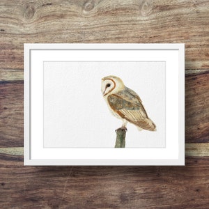 Barn Owl Owl Art, owls, cute owls, owl print image 1