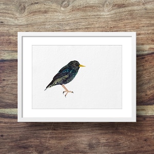 Starling (starling art, starling print, garden bird art)
