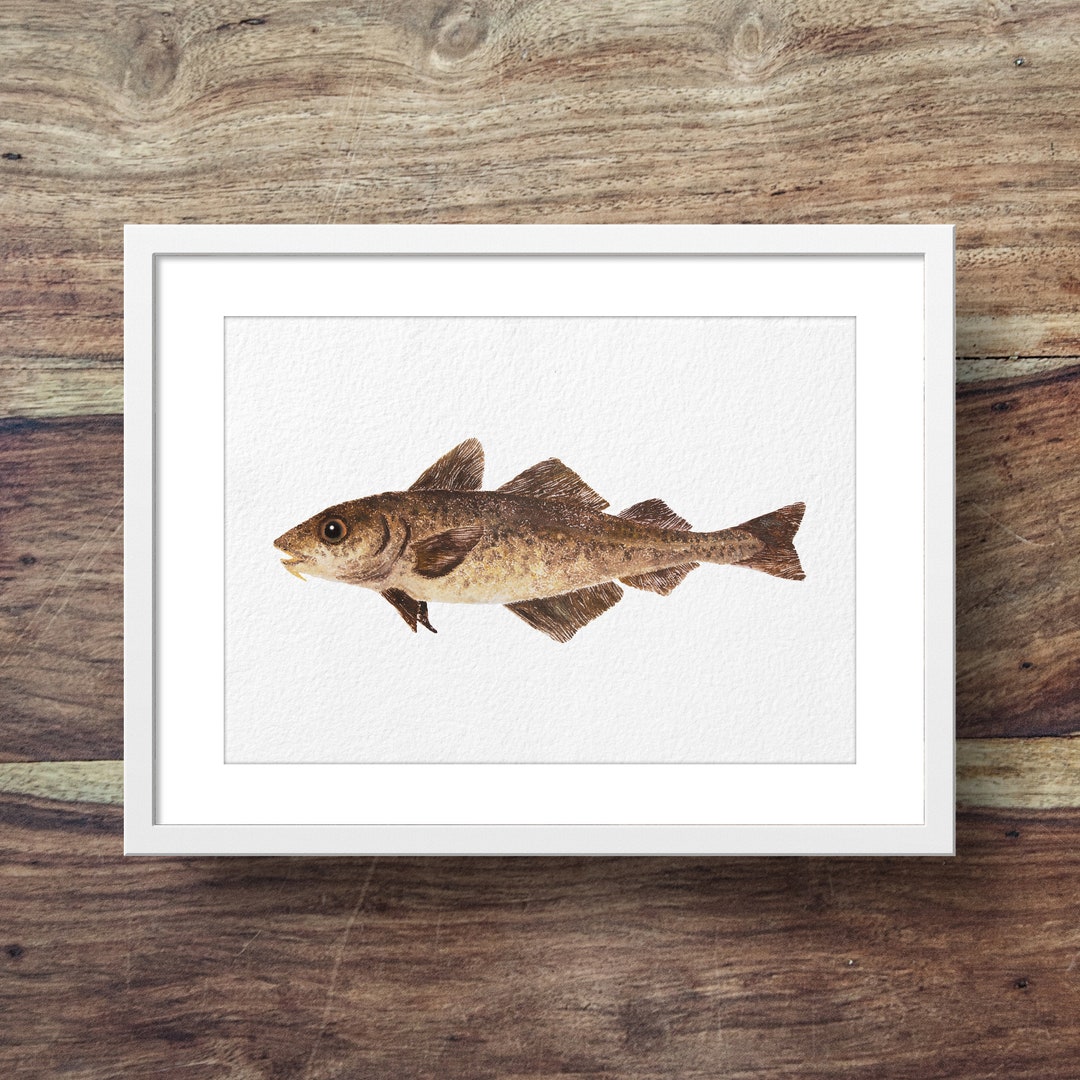 Watercolour Cod Cod - Etsy