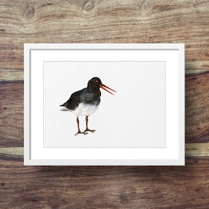 Oystercatcher (Sea Bird art, coastal prints, coastal art, birds, beatiful birds)