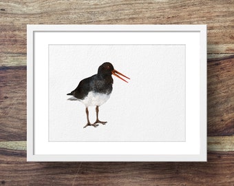 Oystercatcher (Sea Bird art, coastal prints, coastal art, birds, beatiful birds)