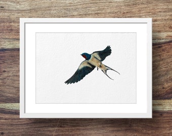 Swallow in flight (swallow art, swallow print, swallow painting)