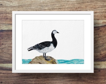 Barnicle Goose (sea birds, british birds, coastal birds)