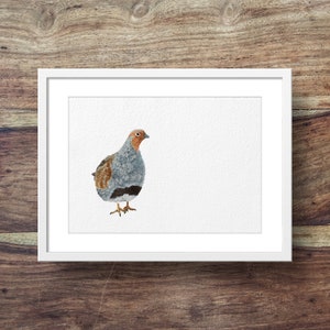 Grey Partridge (game birds, british birds, Grey Partridge art)