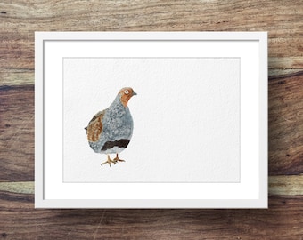 Grey Partridge (game birds, british birds, Grey Partridge art)