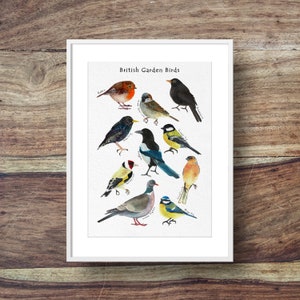 Garden Bird Poster (indentification poster, british garden birds, top ten garden birds)