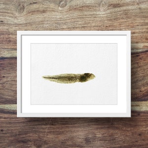 Tadpole