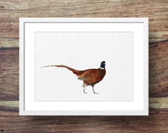 Pheasant (game birds, british birds, pheasant art)