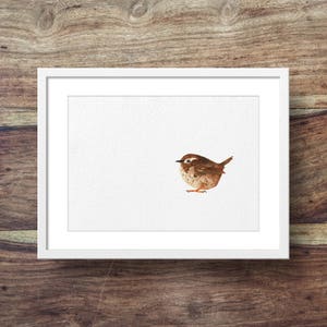 Plump Wren