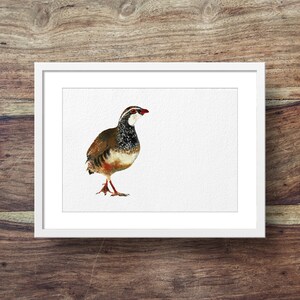 Roter Beinhuhn