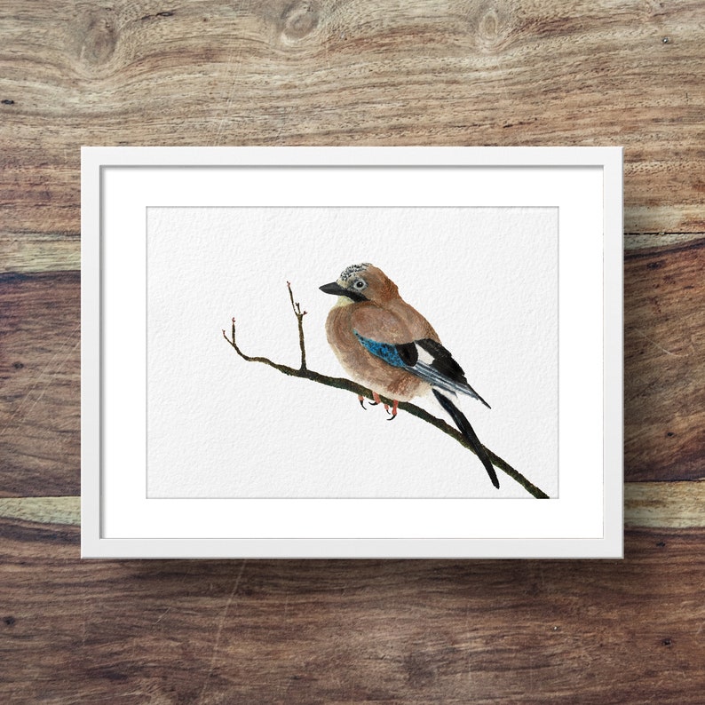 Jay jay bird, british garden birds, crows, jay art, jay print, woodland birds image 1