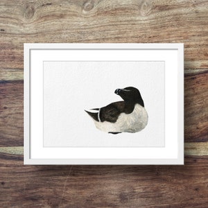 May include: A watercolor painting of a black and white bird with a black head and beak. The bird is sitting on a white background.