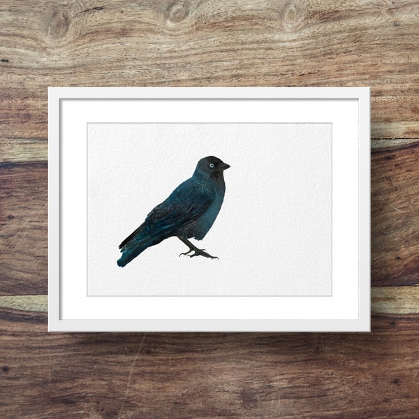 Jackdaw (Garden birds, crow print, crow art, corvids)