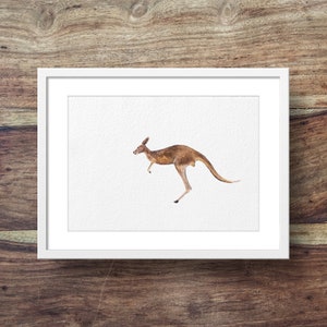 Kangaroo