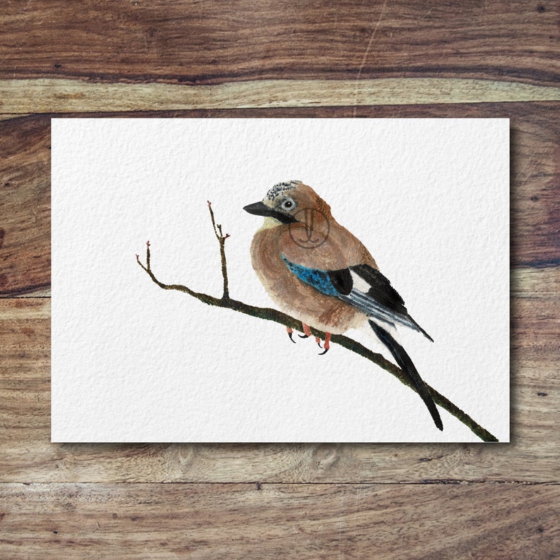 Jay jay bird, british garden birds, crows, jay art, jay print, woodland birds image 2