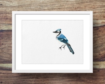 May include: A framed watercolour painting of a blue jay bird with a white chest and a black head. The bird is perched on a branch and is looking to the right. The background is white.