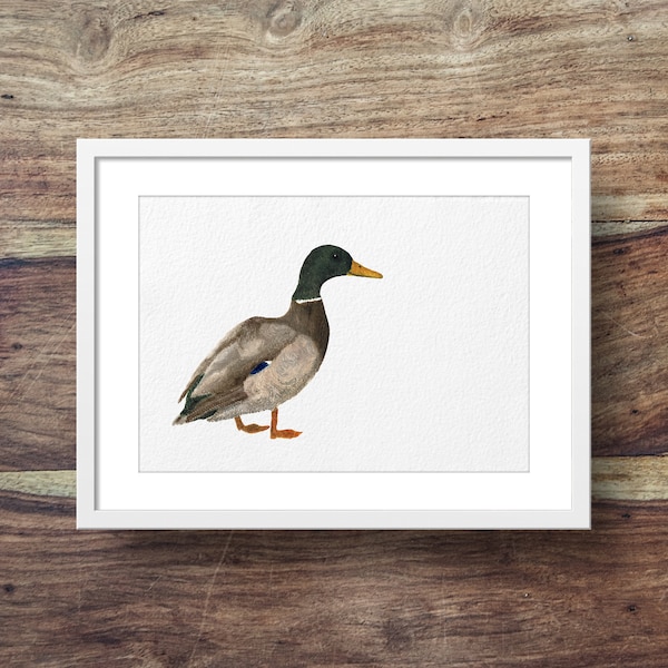 Mallard mâle (art de canard, imprimé canard, canards)