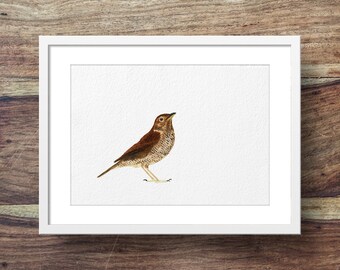 Song Thrush (Oiseaux de chant, Oiseaux de jardin, oiseaux britanniques)