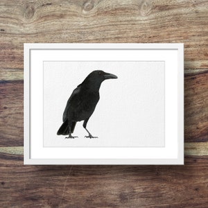 Crow (Carrion crow, british garden birds, crows, crow art)