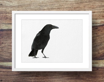 Crow (Carrion crow, british garden birds, crows, crow art)