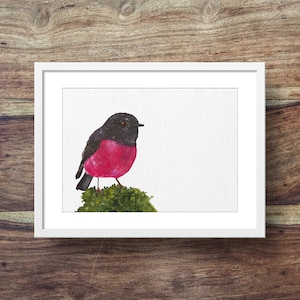 Pink Robin