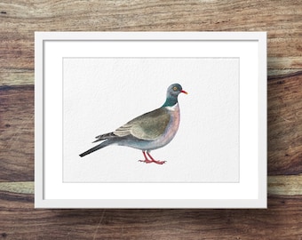 Wood Pigeon (Pigeon, Garden bird)