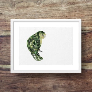 Kākāpō (Kakapo, Kākāpō art, new zealand bird)
