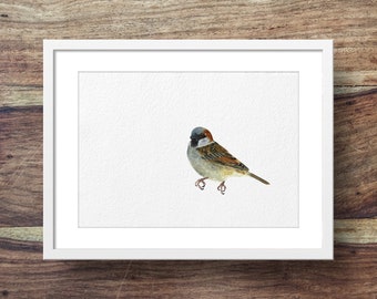 Tree Sparrow (garden birds, bird art)