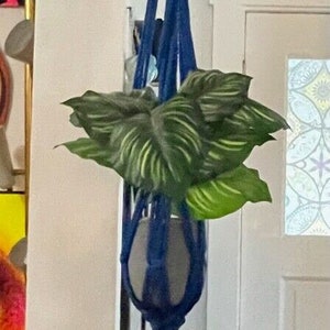 May include: A blue and red macrame plant hanger with a green plant inside. The hanger is made of thick rope and has a tassel at the bottom.
