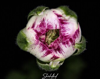 Blossoms Gallery Wraps - Multiple Options