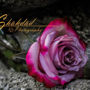 Two-Tone Rose-digitale download
