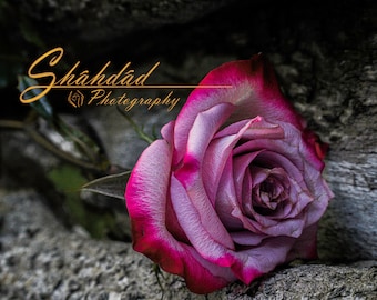 Two-Tone Rose- Digital Download
