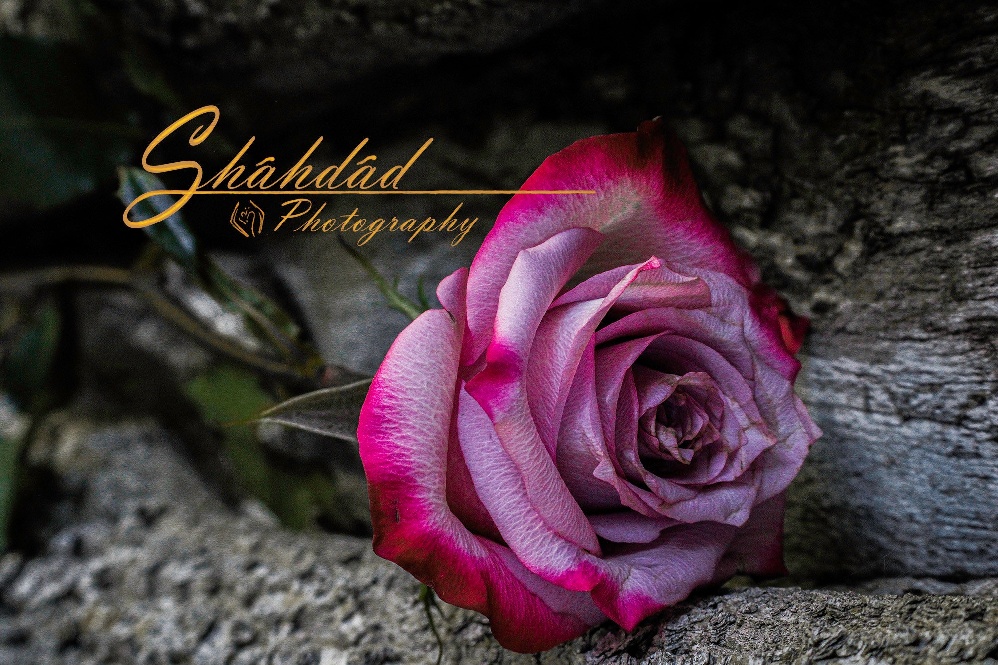 Two Tone Rose Digital Download Etsy Two Tone Rose Digital Download Etsy