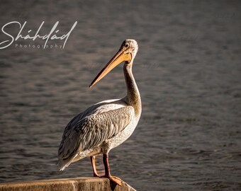 Pelican 1 Digital Download
