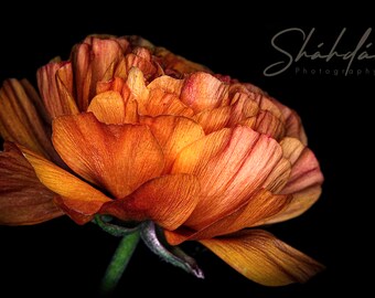 Orange Dream Ranunculus - Digital Download