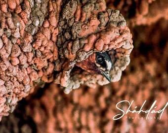 Swallow Nesting Digital Download