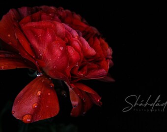 Ranunculus Drops Digital Download