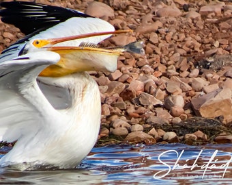 Wildlife Bird Series - Multiple Selections