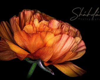 Blooming Series - Multiple Selections