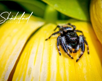 Along Came a Spider Digital Download
