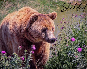 Wildlife Animal Series - Multiple Selections