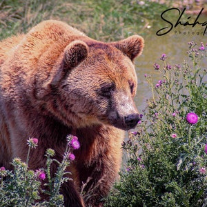 A Bear and the Thistles Digital Download