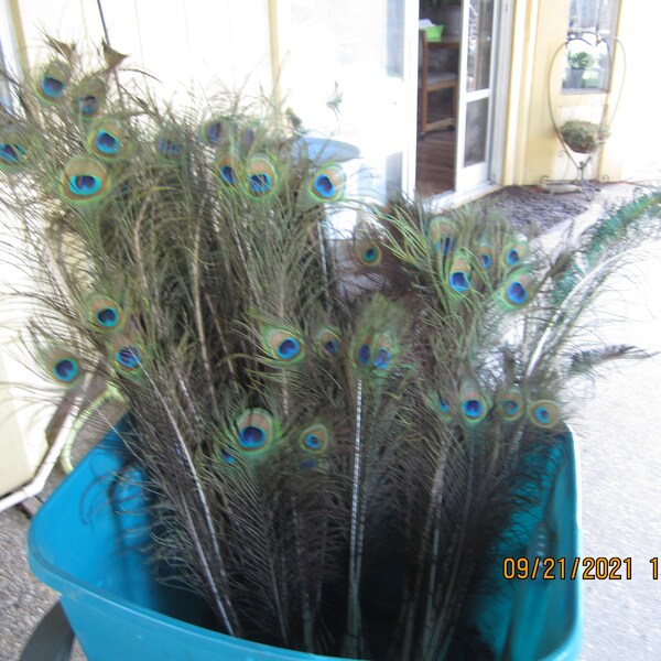 Peacock Feathers Etsy
