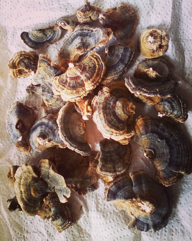 Turkey Tail Mushroom tea healing wild food soups tinctures Etsy