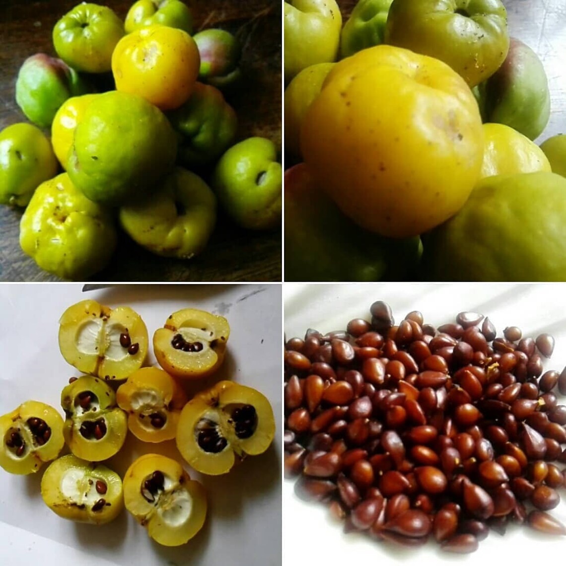 Quince Seed Charm Bag Seeds Love Protection Happiness Venus Etsy