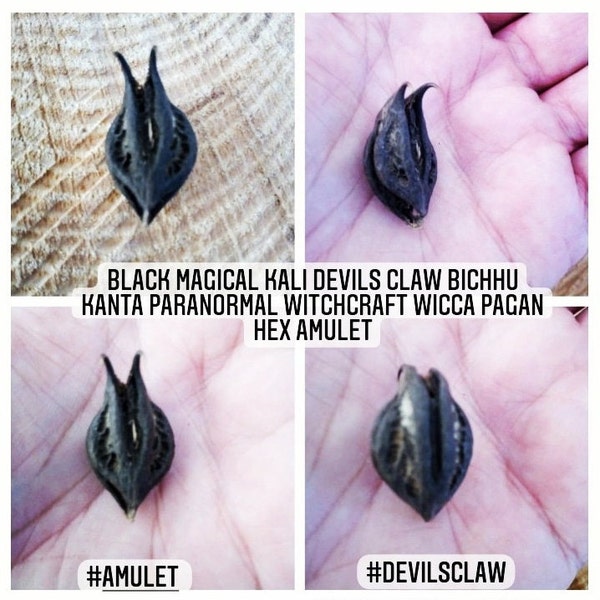 Griffe des diables - Bichu Kanta - Black Magical Paranormal Natural amulette Voodoo Ritual