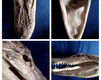 Schedel taxidermie verzamelaars vintage jungle krokodil aligator